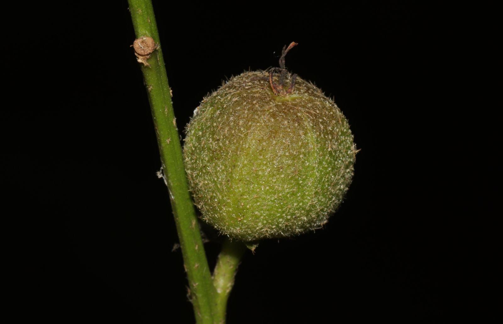 Fruit of Croton chakrabartyi — photograph by Manir Dhabak