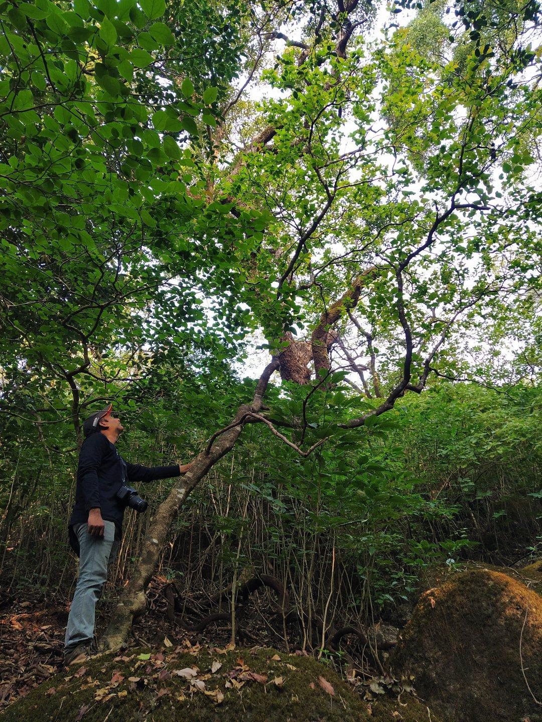 Field study of Croton gibsonianus in the northern Western Ghats