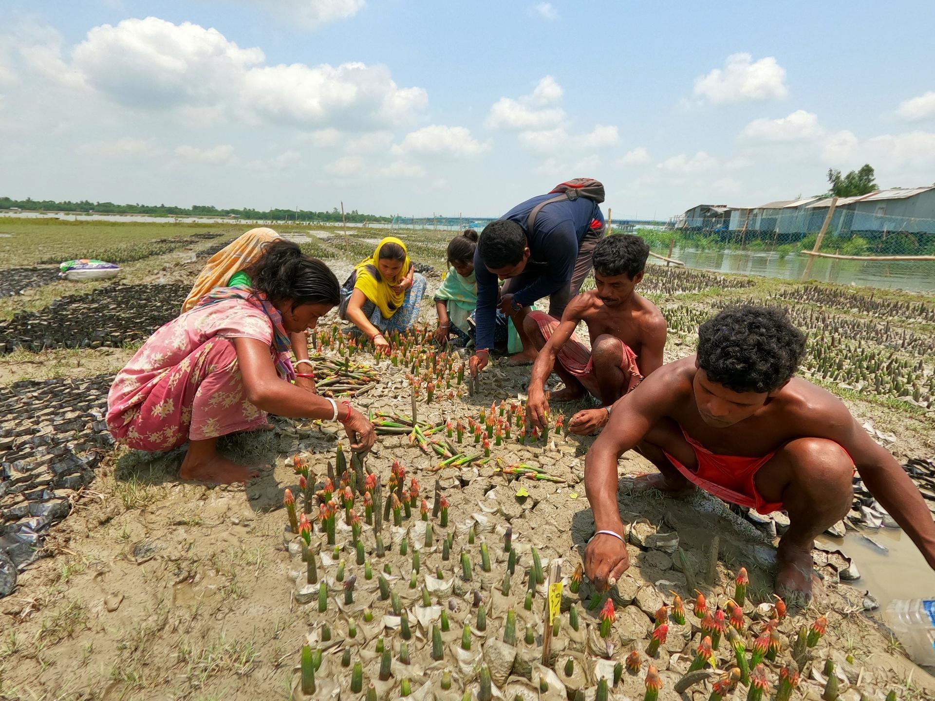 Community team planting mangrove saplings in the Sundarbans nursery